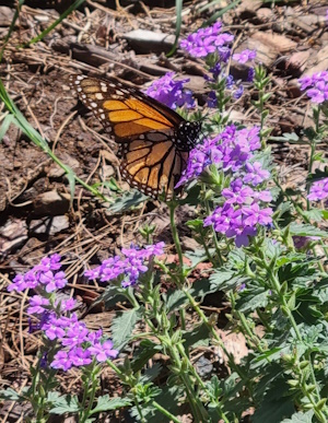 Monarch nectaring on verbena at BCHP