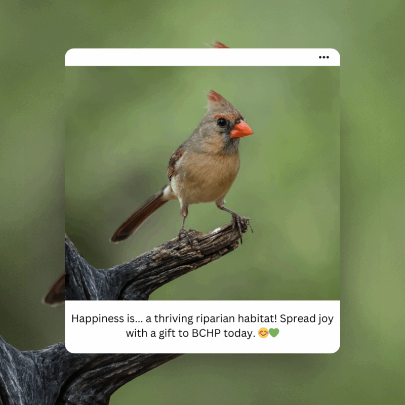 Happiness is ... a thriving habitat. Spread joy with a gift to BCHP today.