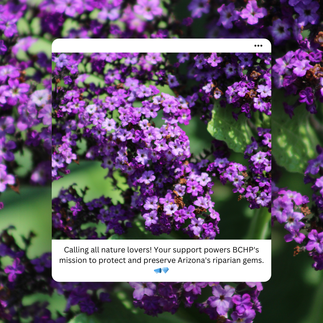Purple flowering plant in bloom representing riparian habitat at Black Canyon Heritage Park.