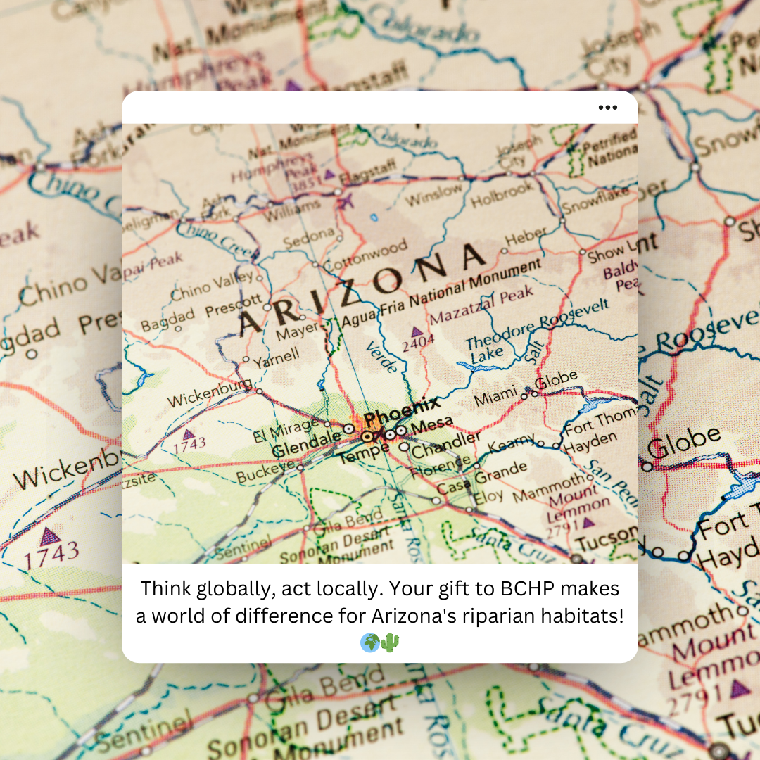 Think globally, act locally. Your gift to BCHP makes a work of difference for Arizona's riparian habitats!