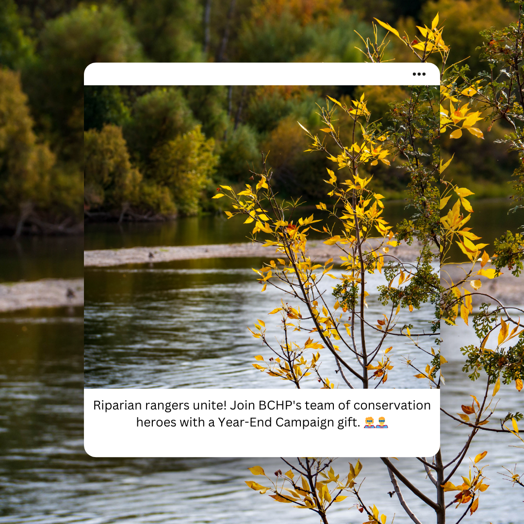 Riparian rangers unite! Join BCHP's team of conservation heros with a Year-End Gift.