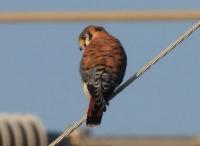 Bird observed during Black Canyon City’s first official Christmas Bird Count at Black Canyon Heritage Park.
