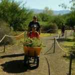 Carting the trimmings off to be taken to the land fill. 