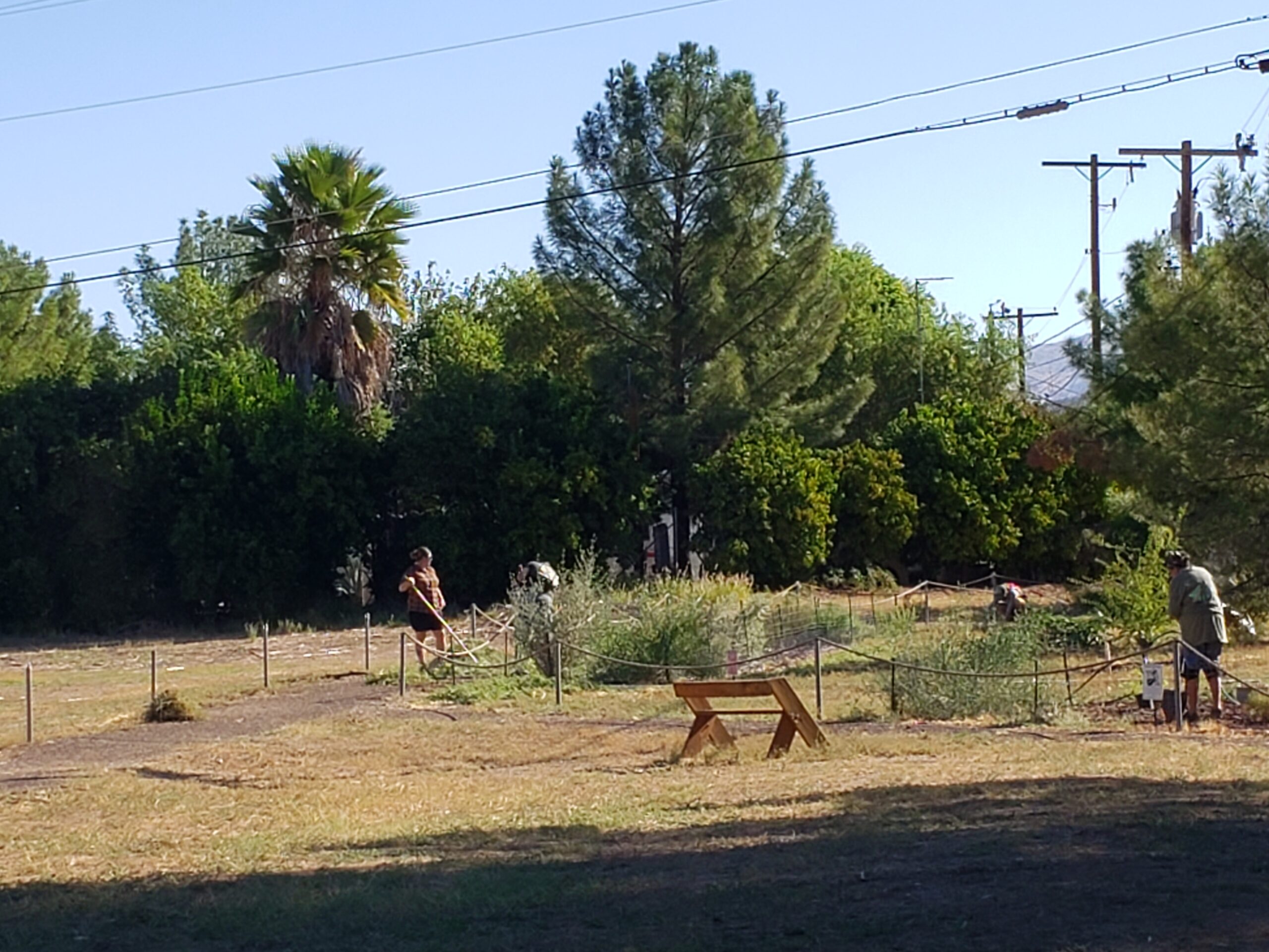 Volunteers planting in 1 or 4 Butterfly Waystation gardens