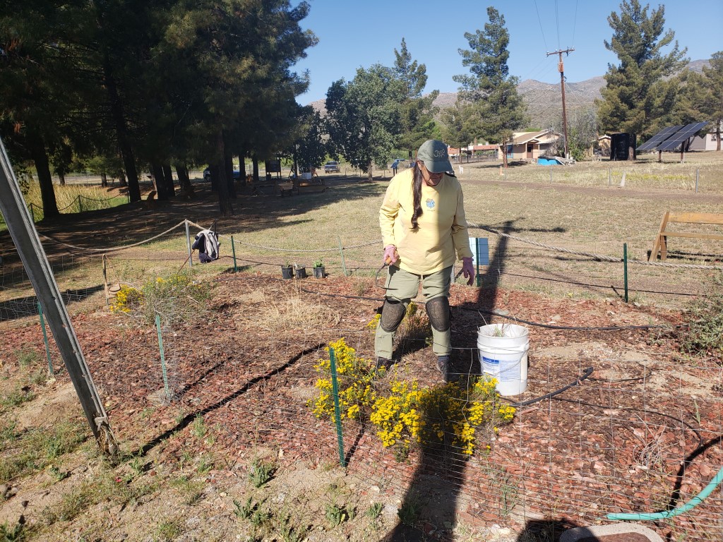 Planting more for our butterfly gardens thanks to Desert Botanical Gardens. 