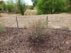 Fairy Duster - area weeded