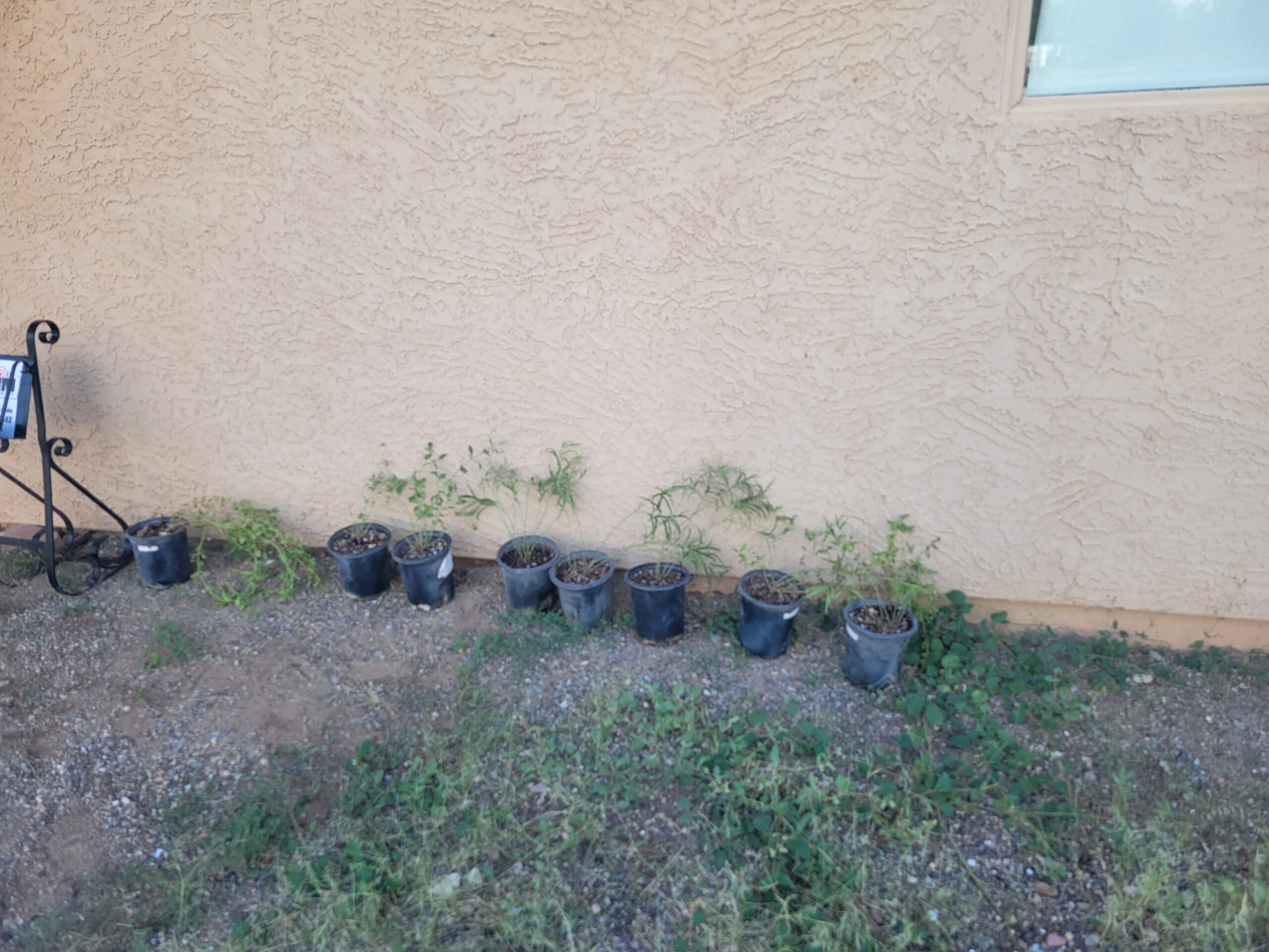 Plants donated by Desert Botanical Gardens 