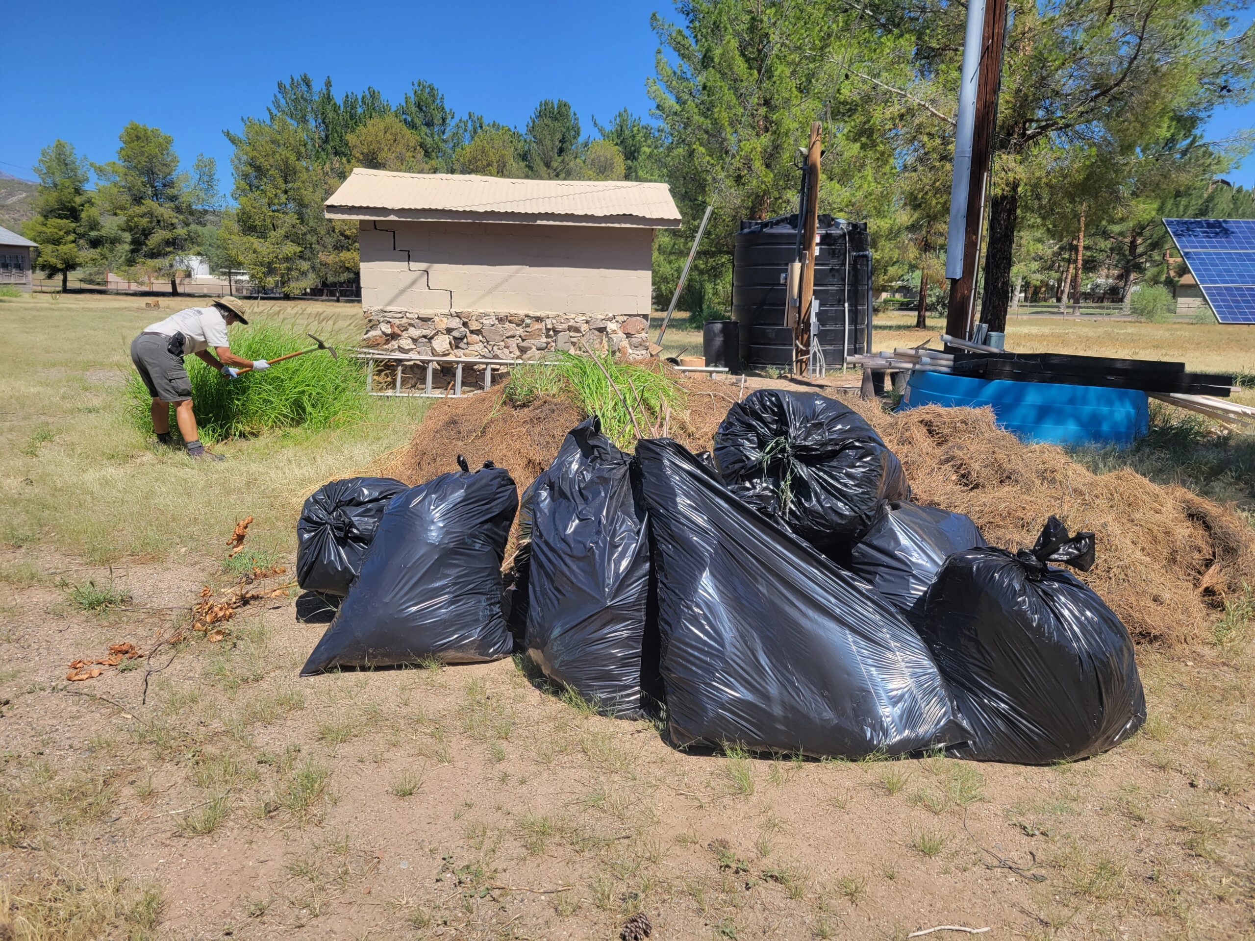 Invasives plants bagged and pine needles removed from trail