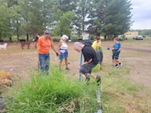 Volunteers removing buffelgrass