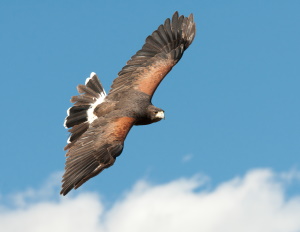 Harris Hawk by Peg Coleman