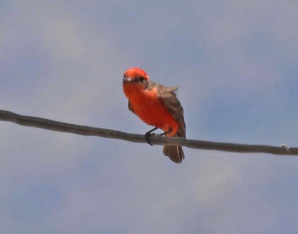 Vermilion Flycatcher taken by Cory Shaw