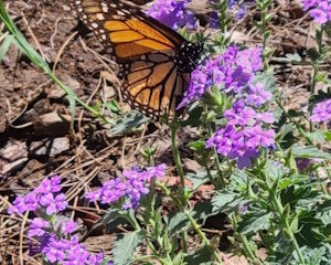 Monarch nectaring on verbena at BCHP