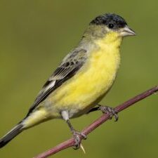 Lesser Goldfinch - Ebird